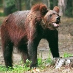 Жителям Владивостока не стоит опасаться встречи с медведем в окрестностях города
